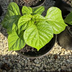 Aji Cachucha Maticas. Bella Maticas Listo Para Dar Te Aji Fresca Semillas De Cuba 