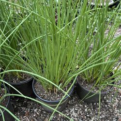 Mature Organic Chives 16"Н Edible Perennial Plant, You’ll Harvest It Year After Year.