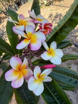 Guilliot sunset plumeria  5 gallon 4ft tall OBO