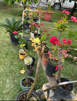 Coronas De Cristo