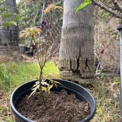 Japanese claw leaf maple trees
