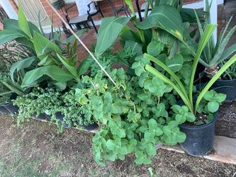 It’s A Wonderful Assortment Of Plants