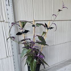 Purple Passion Plant (Gynura Aurantiaca)