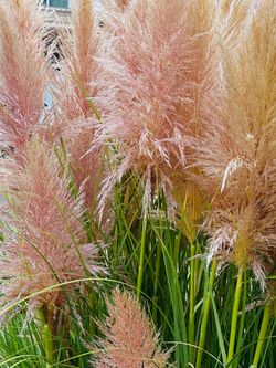 Pink pampass