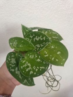 Satin Pothos Silvery Ann Plant Cuttings