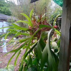 Stag Horn Plant 