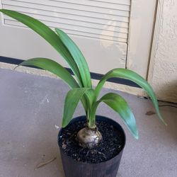 Amaryllis Plant with Organic Soil
