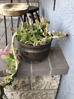 Succulent For Sale
