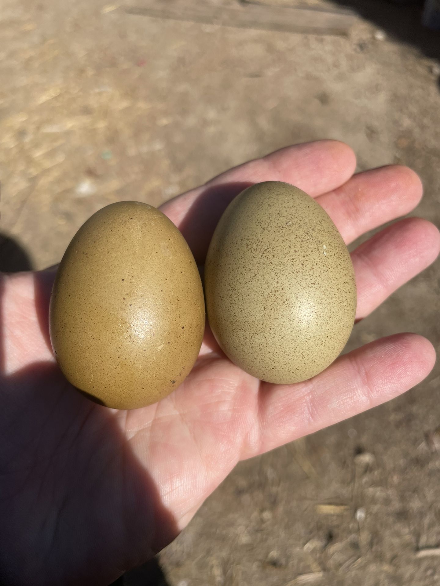 Olive Egger Chicks/ Fertilized Eggs