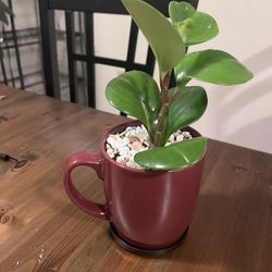 Decorative Live Plant (Peperomia)