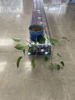 5yr old Potted Pothos Vine Plant