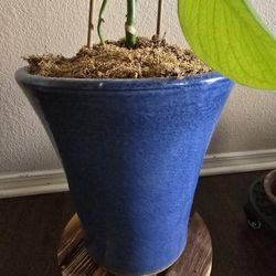 Potted Plant (Heartleaf Philodendron) & Royal Blue Fired Ceramic Pot