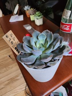 Succulent