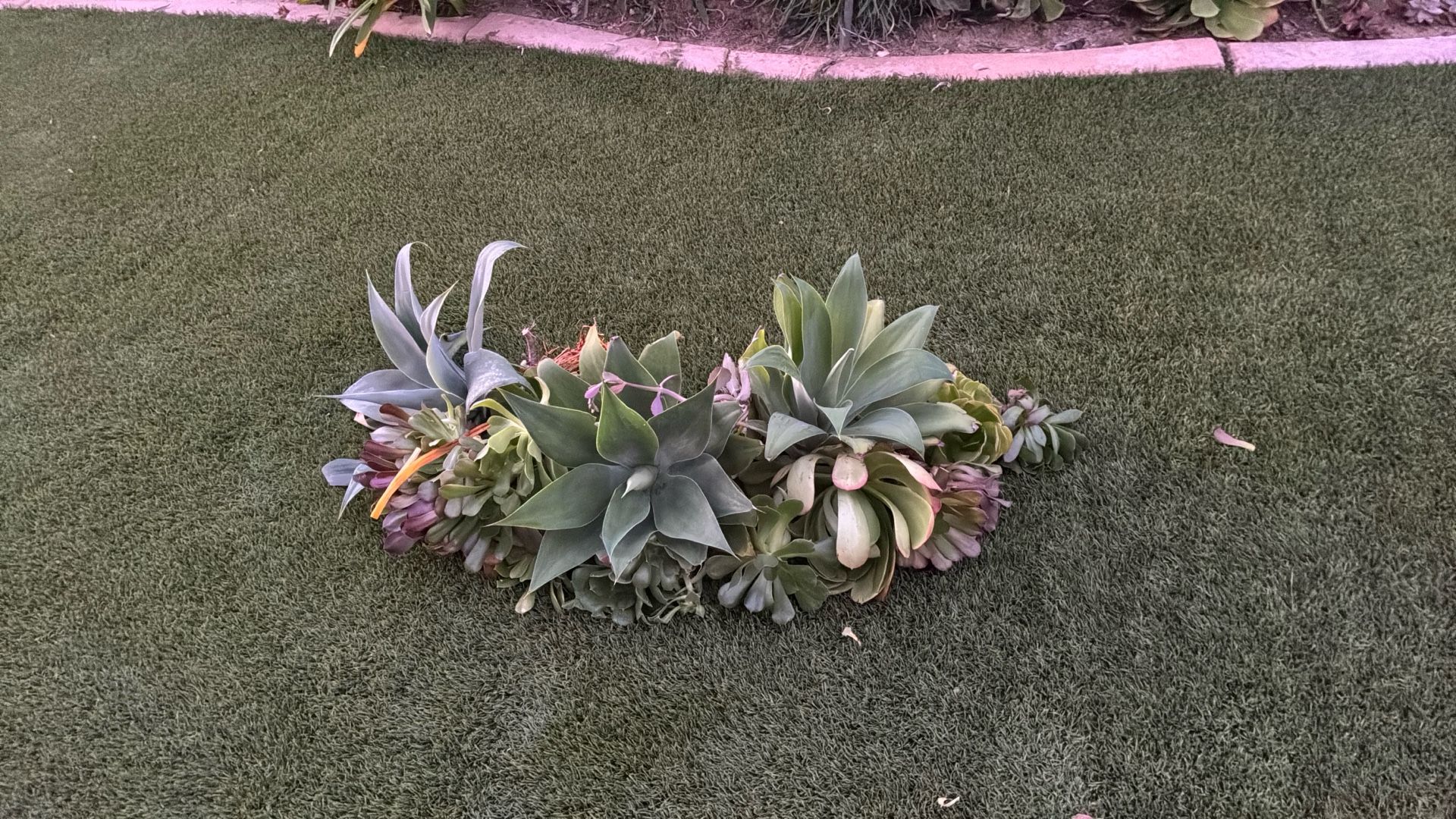 Agave And Ammonium Cuttings