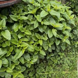 Organic Lemon Balm $2 For 10  Cutting Or 5$ For Rooted ❤️👍