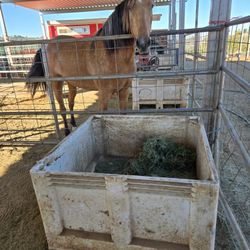 Horse Feeder