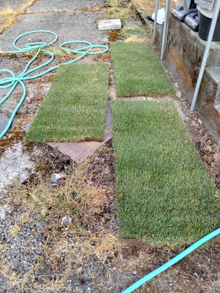 Fresh Sod (3-10 sf rolls)