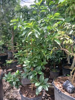 Avocado Trees 15gl $80🥑