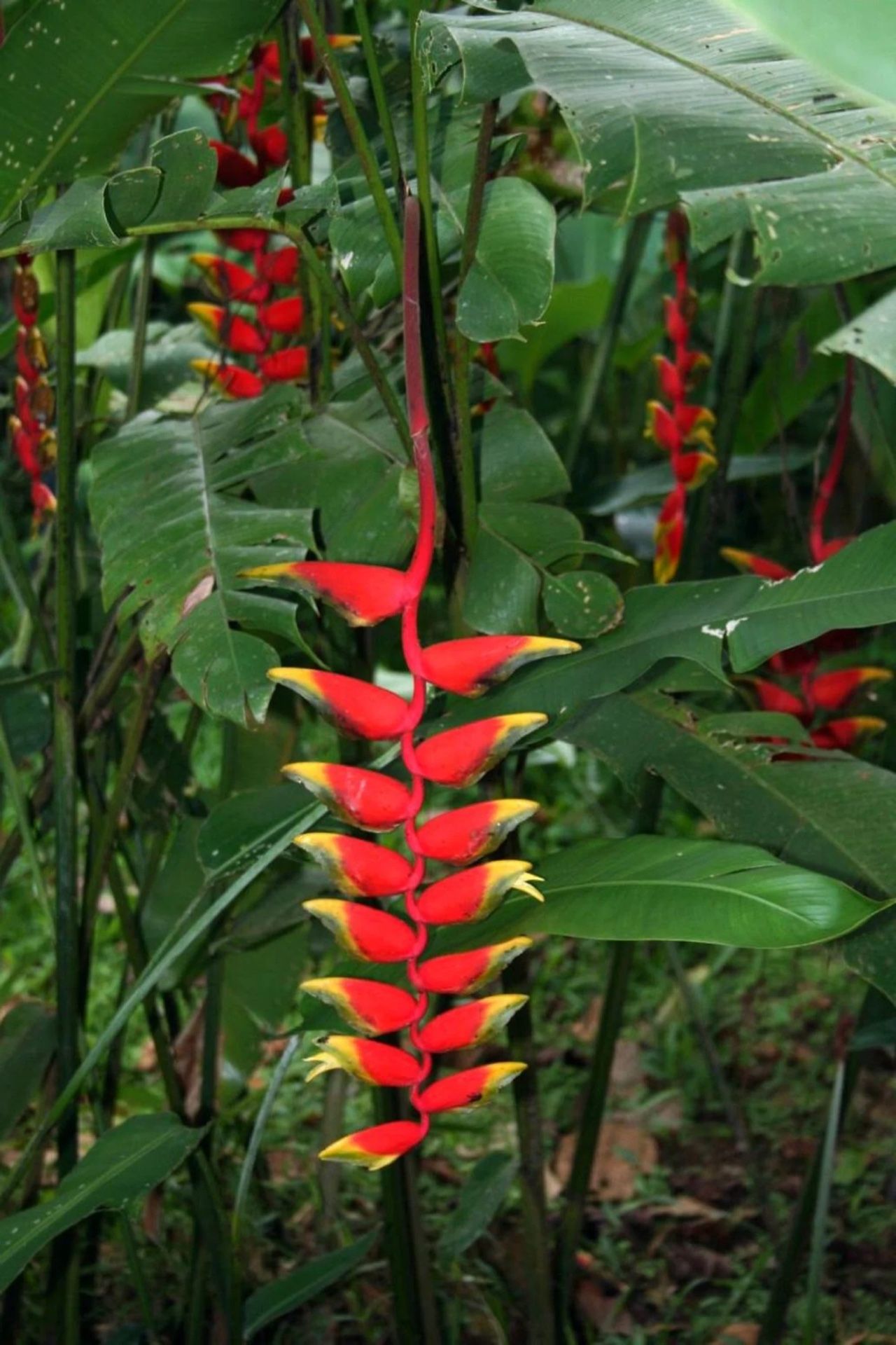 Heliconia Rostrata Plants, Lobster Claw, Tropical Flowers
