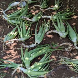 Aloe Vera Mother Plants And Pups