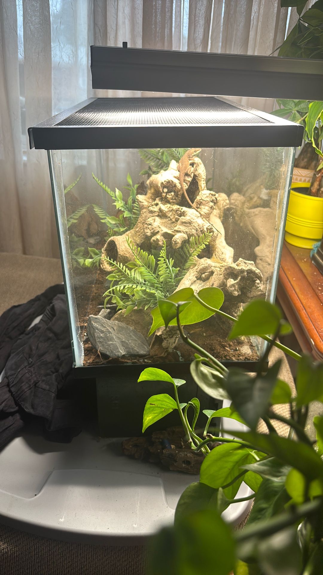 10 Gallon Terrarium Set Up