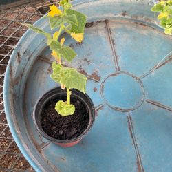 Cucumber Plants
