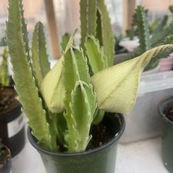 Stapelia Plants Starfish 
