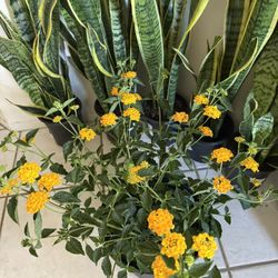 ♥️ New Gold Lantana In 10”(WELL ESTABLISHED )Nursery Pot $25 EACH♥️