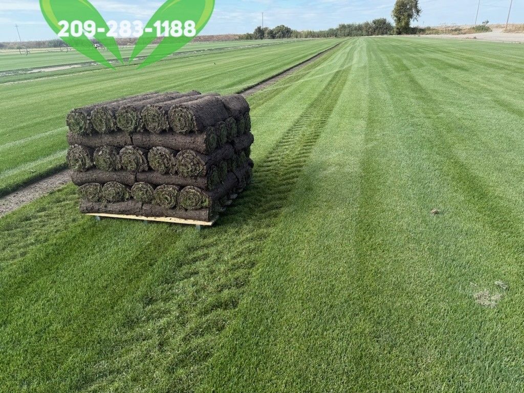Best QUALITY Sod