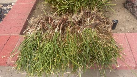 Quick sale. Plants lavender blooms. Garlic p