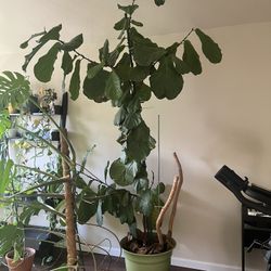 Fiddle Leaf Fig Tree 