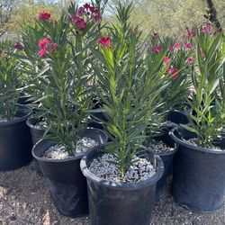 Oleander- Big And Beautiful