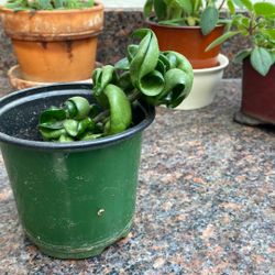 Hoya Compacta Hindu Rope Indoor Plant