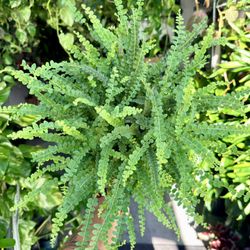 6” Fern Lemon Button 💚💚💚