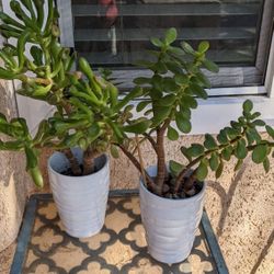 Succulent Plant In Ceramic Pot 