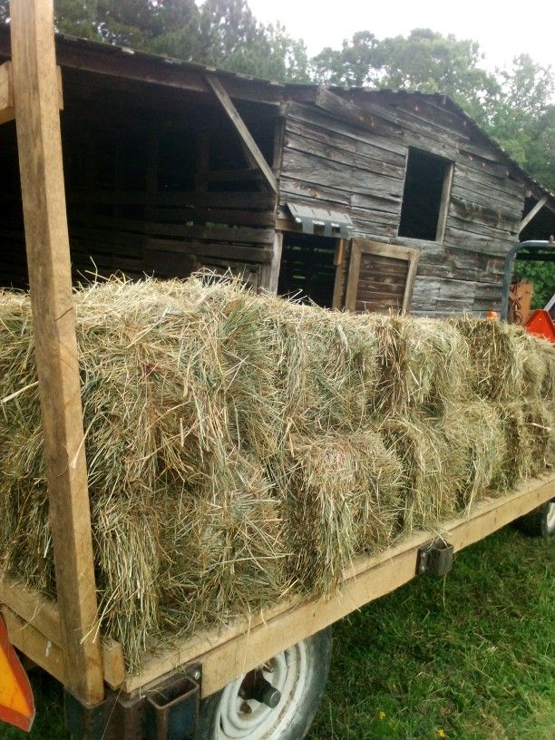 Freshly Baled Clean Fescue Grass Hay