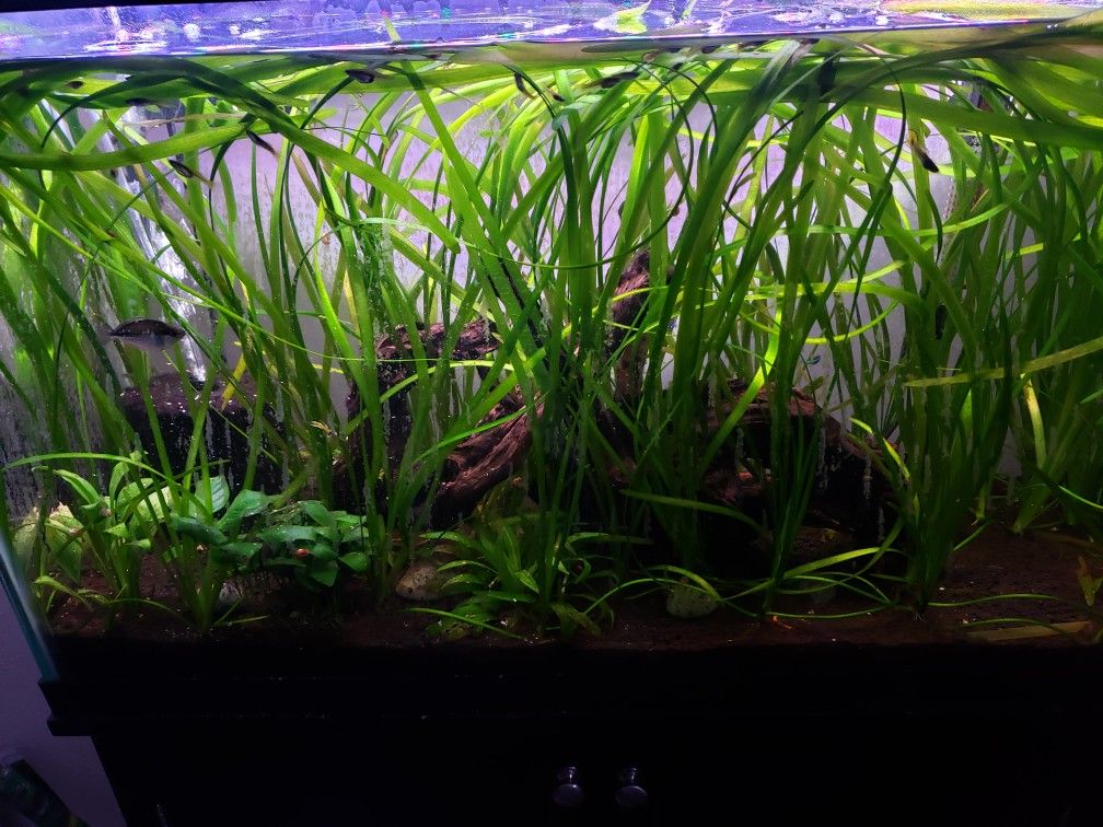 Aquarium Plants