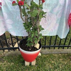 Maceta De Corona De Cristo Grandes Con Munchas Ramitas Para Reproducción Muy Bonito Color 