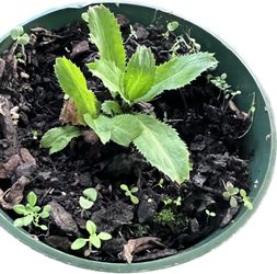 Culantro (Lozèy)