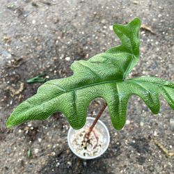 Specialty/rare***big leaf matured-well rooted Alocasia Jacklyn, exact plant; 95820