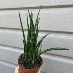 4” Sansiveria Fernwood