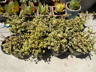 Variegated Elephant Jade Plant
