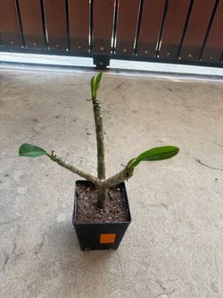 Plumeria
