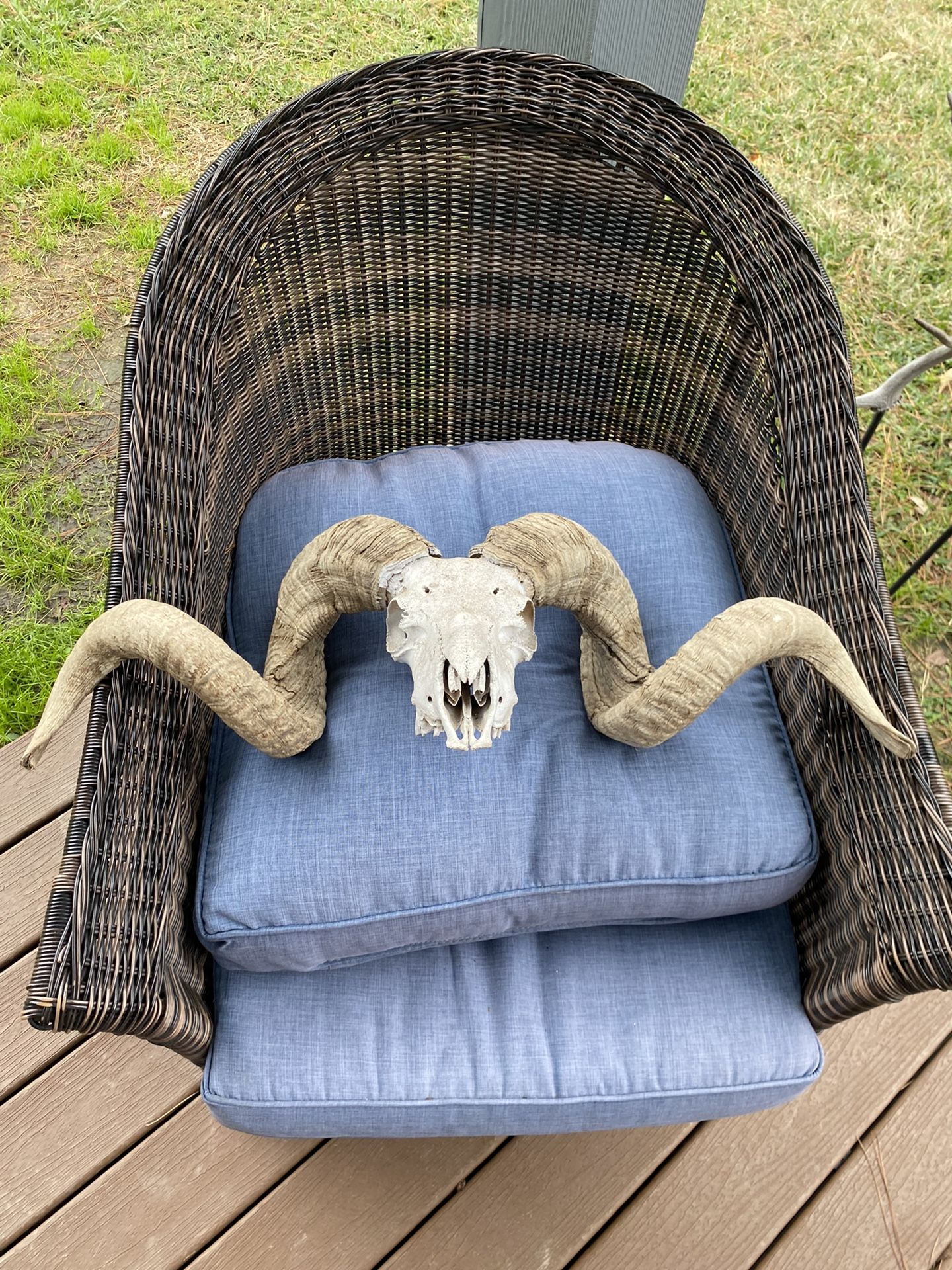 RAM SKULL for mancave or outdoor patio $100 cash firm.