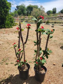 Large Red Euphorbia