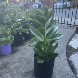 Jade Plant 