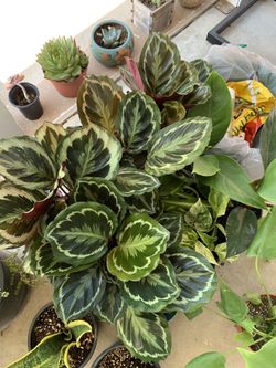 Calathea Medallion