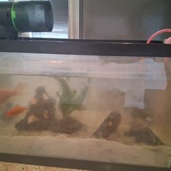 Selling Fish Tank And Supplies