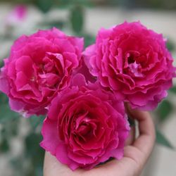 Sheherazade fragrant Garden Rose Plant   