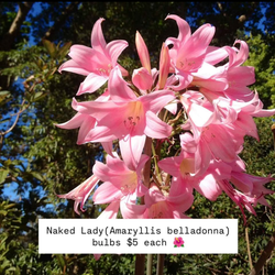 Naked Lady (amaryllis belladonna) Bulbs